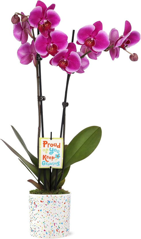 Green Circle Growers 5" Magenta Orchid in Terrazzo Pink Planter, Live Plant