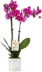 Green Circle Growers 5" Magenta Orchid in Terrazzo Pink Planter, Live Plant