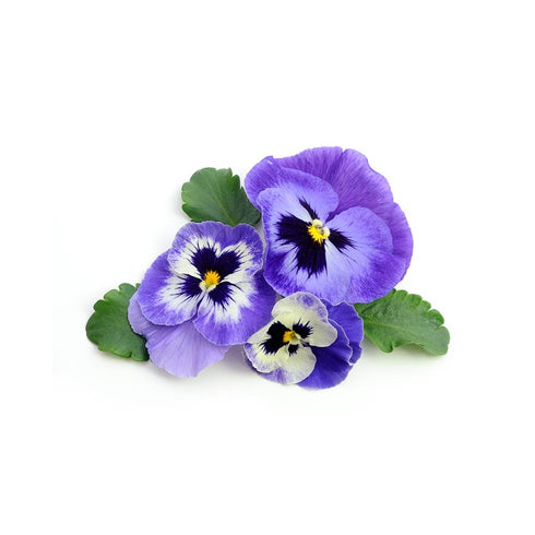 Biokoma Pure Heartsease Wild Pansy Dried Herb 50g - Healthy Skin Support, Herbal Tea