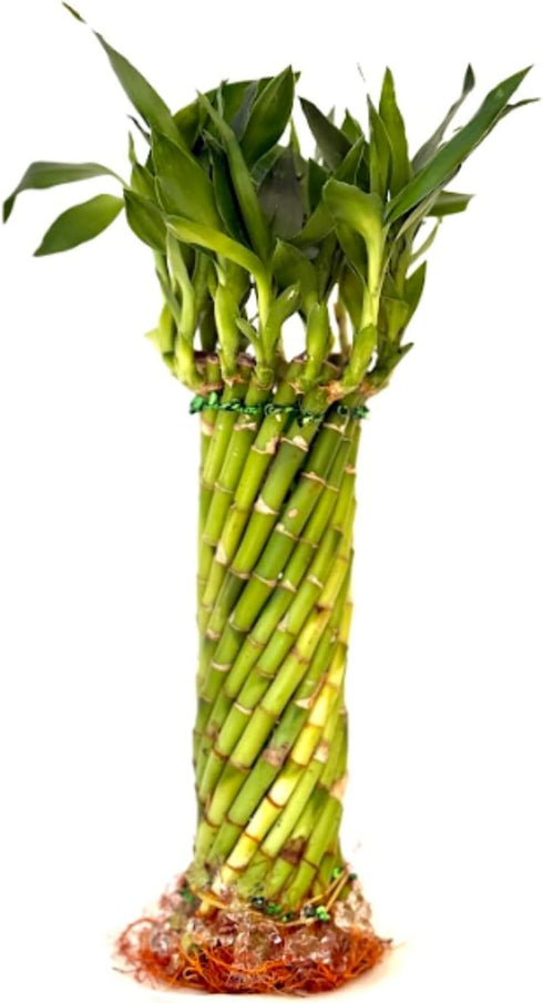 Live Two Tier Lucky Bamboo Plant - Bundle of 15 Stalks -