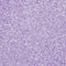 LIGHT PURPLE Sugar Crystals - 4 oz shaker jar - Edible Sugar