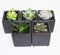 Athena's Garden A Set of 5 Succulents 2" in Black Square Pots 3" Each