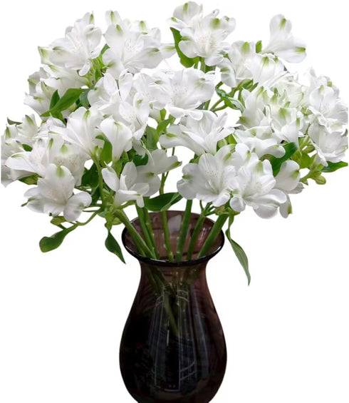 Cassiolina 10 Stems Fresh Alstroemeria Flowers Peruvian Lily Bouquet Mixed Color Stems Long Lasting Fresh Flowers