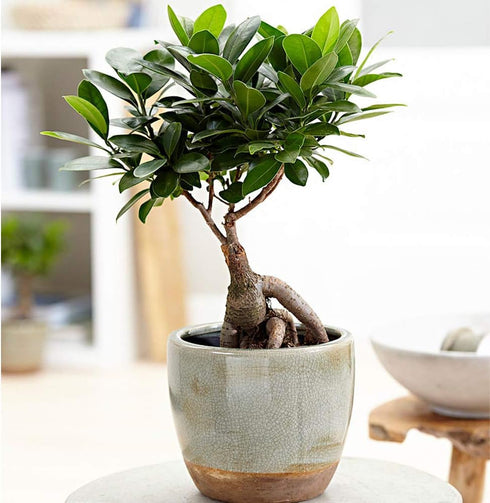 6-Inch American Plant Exchange Ficus Ginseng Microcarpa with Pot Live Easy Care Bonsai Tree, Air Purifying Indoor Plant