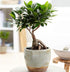 6-Inch American Plant Exchange Ficus Ginseng Microcarpa with Pot Live Easy Care Bonsai Tree, Air Purifying Indoor Plant