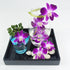 (2x50 Miami Fresh Orchid Flower OrchidClub USA Sunne Tropical Loose Bloom Head DIY Lei food drink decoration PURPLE