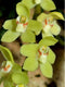 Leafless Orchid Chiloschista segawai, pale green or yellow flowers