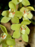 Leafless Orchid Chiloschista segawai, pale green or yellow flowers