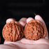 ENFGDT 1.7in Set, Natural Chinese Wenwan Walnut, Chinese Walnuts Fidget, Premium Wenwan Walnut Care Brush Meaningful