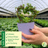4-inch Thorsen's Greenhouse, Heart-Shaped Jade Bonsai Plant, Live Indoor Plant, Gift, Succulent Plant, Diameter Pot