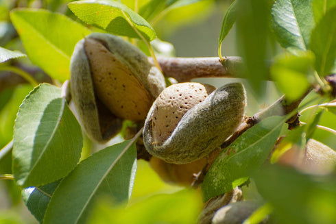 2 Food to Live Organic Almond Flour, Pounds Extra Fine Blanched Prime Meal, Non-GMO, Low Carb, Culinary Grade, Kosher