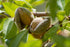 1 Food to Live Organic Almond Flour, Pound Extra Fine Blanched Prime Meal, Non-GMO, Low Carb, Culinary Grade, Kosher