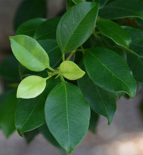 6-Inch American Plant Exchange Ficus Ginseng Microcarpa with Pot Live Easy Care Bonsai Tree, Air Purifying Indoor Plant