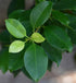 6-Inch American Plant Exchange Ficus Ginseng Microcarpa with Pot Live Easy Care Bonsai Tree, Air Purifying Indoor Plant