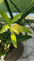 GENERIC 12 Inches Vanilla Bean Orchid, Fresh Cutting from My Plant