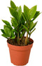 Zamioculcas Zamiifolia (ZZ Plant) - Low Maintenance & Air Purifying - Hardy