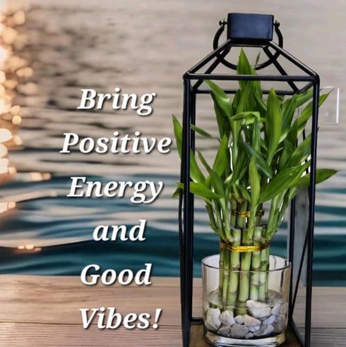 Generic Growing Gift - 7 Lucky Bamboo Plants, 5 stalks 4 inches and