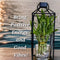 Generic Growing Gift - 7 Lucky Bamboo Plants, 5 stalks 4 inches and