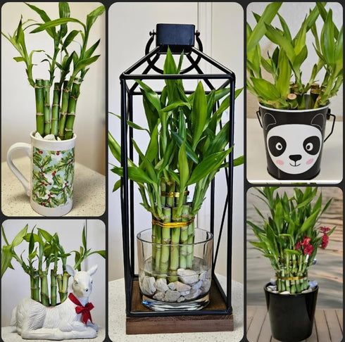 Generic 10 4 inches Lucky Bamboo Stalks with Butterfly Stake, No Green Thumb Required! Just add Water, Indoor Perennial