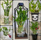 Generic Lucky Bamboo 6 Plants 8 inches Each, Free Butterfly Stake, Gift, Feng