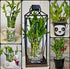 Generic Lucky Bamboo 6 Plants 8 inches Each, Free Butterfly Stake, Gift, Feng