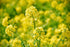 3 Food to Live - Organic Yellow Mustard Seeds, Pounds - Non-GMO, Whole Dried Spice, Vegan, Kosher, Bulk, Spicy, Pungent