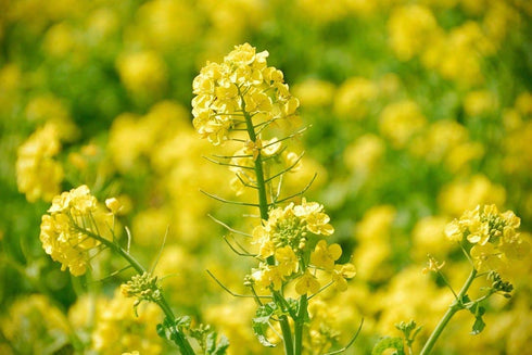 5 Food to Live - Organic Yellow Mustard Seeds, Pounds - Non-GMO, Whole Dried Spice, Vegan, Kosher, Bulk. Spicy, Pungent