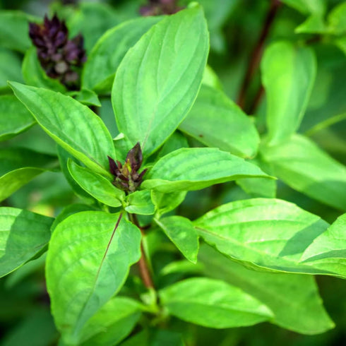 Generic 100% Natural,1.76oz (50g.) Pack. Thai Basil Leaves, Premium Quality, Authentic Thai Herb for Cooking, Fragrant