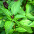 Generic 100% Natural,1.76oz (50g.) Pack. Thai Basil Leaves, Premium Quality, Authentic Thai Herb for Cooking, Fragrant