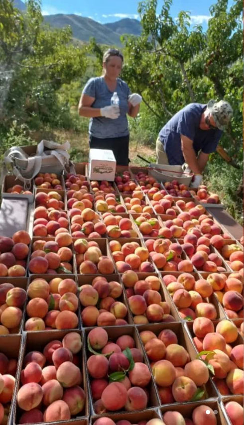 Harvest Peach Cobbler Jam by Pioneer Valley