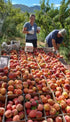 Harvest Peach Cobbler Jam by Pioneer Valley