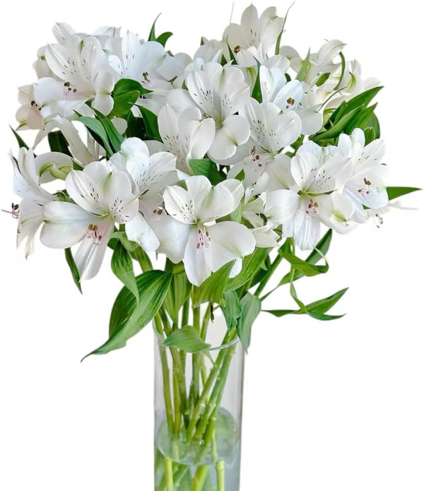 Cassiolina 10 Stems Fresh Alstroemeria Flowers Peruvian Lily Bouquet Mixed Color Stems Long