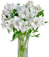 Cassiolina 10 Stems Fresh Alstroemeria Flowers Peruvian Lily Bouquet Mixed Color Stems Long