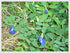 MAKALIN BRAND 100% (1000 Butterfly pea Flowers Whole, Dried Herb g)