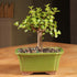 3 5-8 Inches Brussel's Bonsai - Live Dwarf Jade Bonsai Tree in a Ceramic Bonsai Pot, Indoor Succulent Houseplant, Years