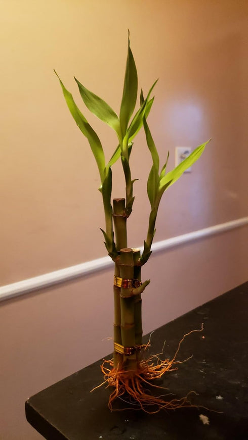 Generic 2 (3 4-6 inches) bunchs of Live Lucky Bamboo Tiered Stalks for Feng Shui, Easy Home, Office Dcor & Positive