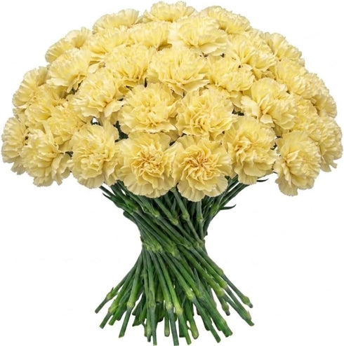 FlowerPrime 50 Yellow Carnations - Fresh Natural Cut Flowers
