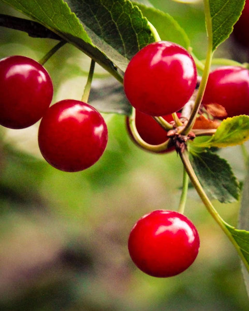 Country 100% (70+ 8 oz) 12 Pack Spoon Tart Cherry Juice Tart Cherries Per | Not from Concentrate, Single Ingredient