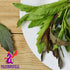 Alebrixes Dried Epazote Leaves 4 oz (113 G) | 100% Natural Hoja de Epazote Aromatica | Resealable Bag Imported from