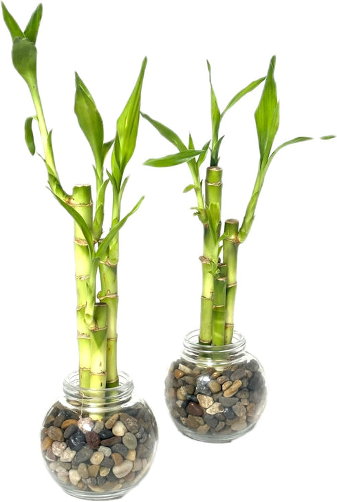 Generic Set 3 4,6, 8 3.5 of Two Live Lucky Bamboo Stalk Arrangements & Straight Lucky Bamboo in Round Glass Pot