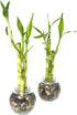 Generic Set 3 4,6, 8 3.5 of Two Live Lucky Bamboo Stalk Arrangements & Straight Lucky Bamboo in Round Glass Pot