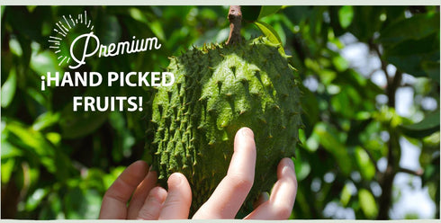 100% 2 Pack 16 oz Alpes Premium Bundle Soursop Pulp, Real Fruit, Tropical Guanbana. Ideal for Cocktails, Juices