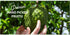 100% 2 Pack 16 oz Alpes Premium Bundle Soursop Pulp, Real Fruit, Tropical Guanbana. Ideal for Cocktails, Juices