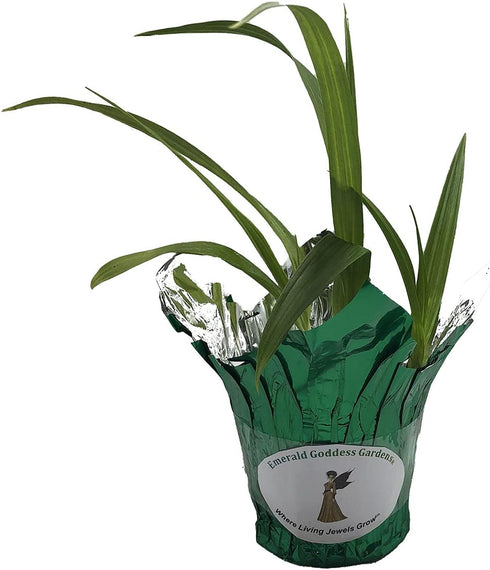 4 Inch Beltilla Yokohama Kate - Terrestrial Ground Orchid - Live Plant - Fragrant Purple Flower - Emerald's - Starter