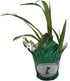 4 Inch Beltilla Yokohama Kate - Terrestrial Ground Orchid - Live Plant - Fragrant Purple Flower - Emerald's - Starter