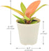 Arcadia Garden Products 4-inch, Live Prince of Orange Philodendron Rare Indoor Houseplant in Plastic Pot, Tropical
