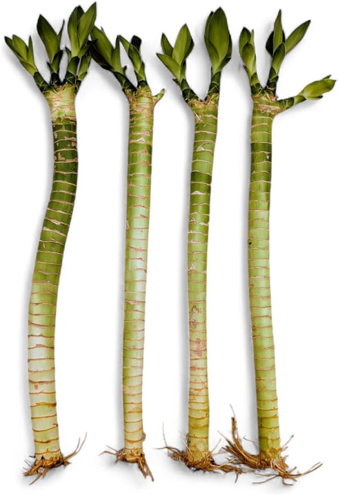 Generic Live Premium Lotus Bamboo Stalks, 12 Inch, 4 Pack