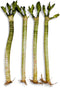 Generic Live Premium Lotus Bamboo Stalks, 12 Inch, 4 Pack