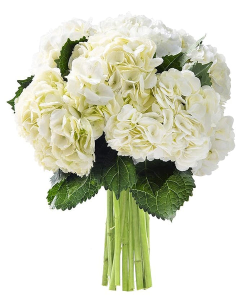 KaBloom - Beauty 6 White Hydrangeas without vase - Fresh Flowers for