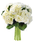 KaBloom - Beauty 6 White Hydrangeas without vase - Fresh Flowers for